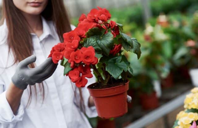 bégonia fleur sans fin