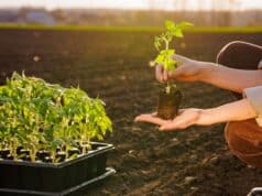 conseils planter tomates terre pot