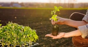 conseils planter tomates terre pot