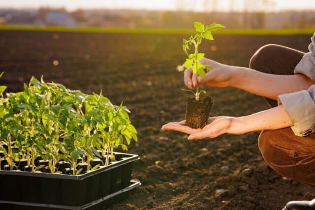 conseils planter tomates terre pot