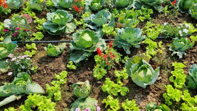 cultiver fleurs antiparasitaires potager