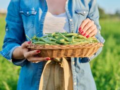 date plantation haricots verts