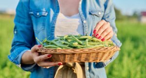 date plantation haricots verts