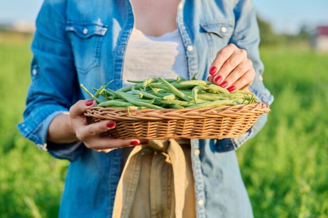 date plantation haricots verts