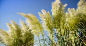 débarrasser pampa facilement