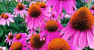 échinacée pourpre planter mai