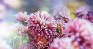 fleurs résistantes saints glace