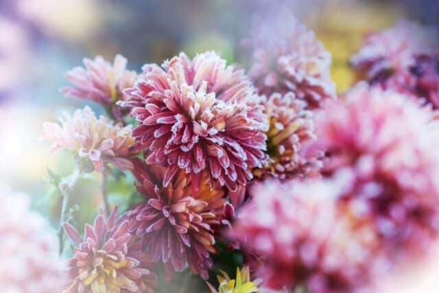 fleurs résistantes saints glace
