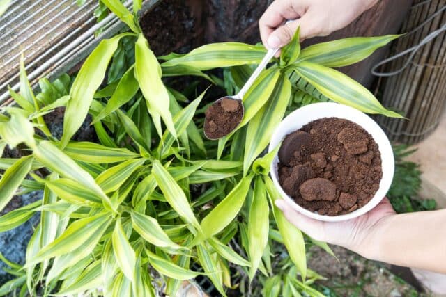 marc café déconseillé plantes