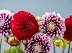 moment enterrer tubercules dahlia