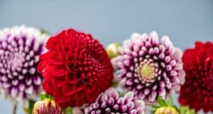 moment enterrer tubercules dahlia