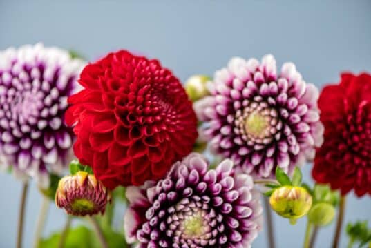 moment enterrer tubercules dahlia