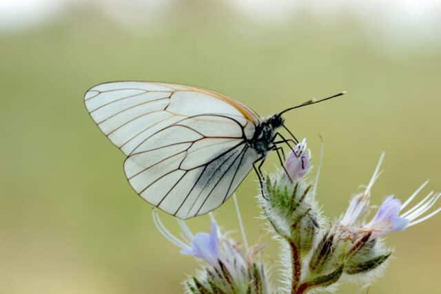 papillon blanc et noir papillon blanc et noir