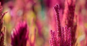 plantation fleurs annuelles mai