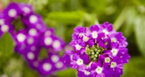 plantation héliotrope mai