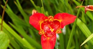 plantation tigridia pavonia