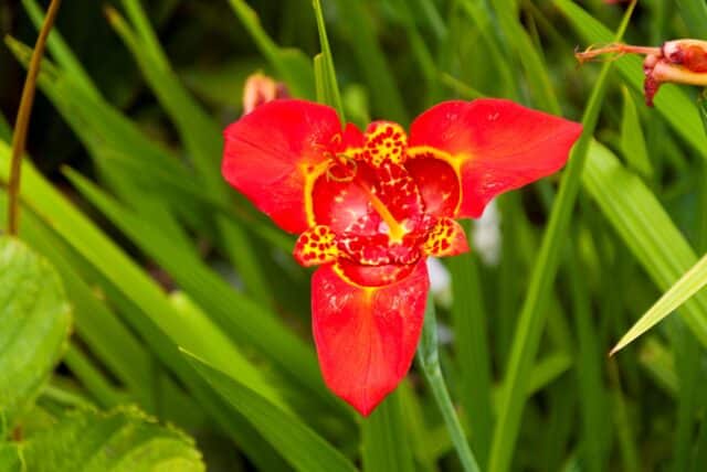 plantation tigridia pavonia
