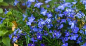 planter fleurs ombre