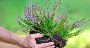planter plantes vivaces mai