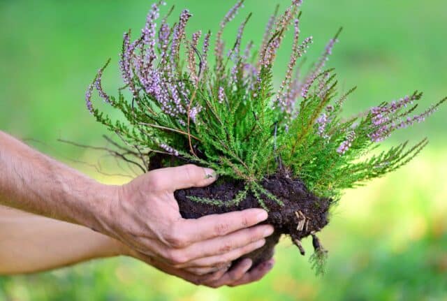planter plantes vivaces mai planter plantes vivaces mai
