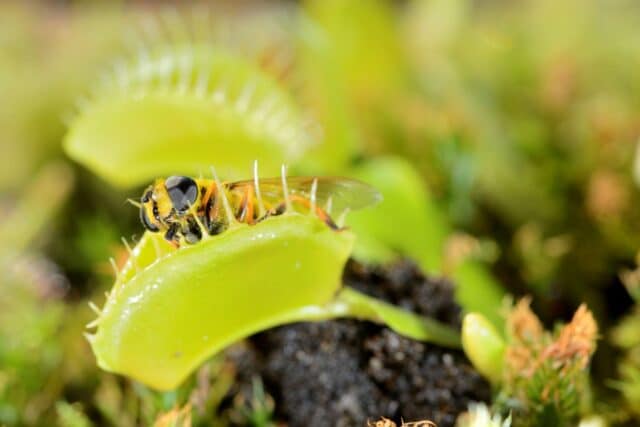plantes carnivores