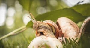 repousser limaces escargots potager