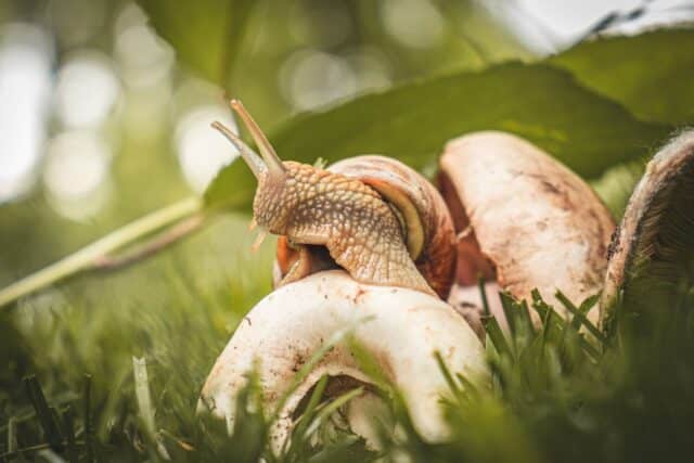 repousser limaces escargots potager