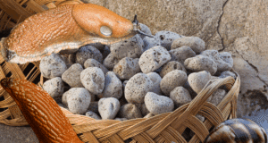 pouzzolane anti limaces escargots