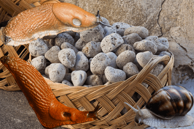 pouzzolane anti limaces escargots