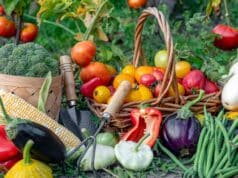 semer légumes été