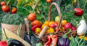 semer légumes été