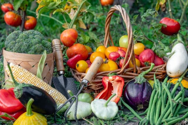 semer légumes été