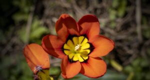 sparaxis tricolor jardin