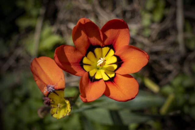 sparaxis tricolor jardin