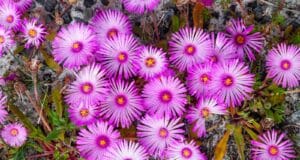 dorotheanthus bellidiformis