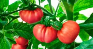 conseils tomates canicule