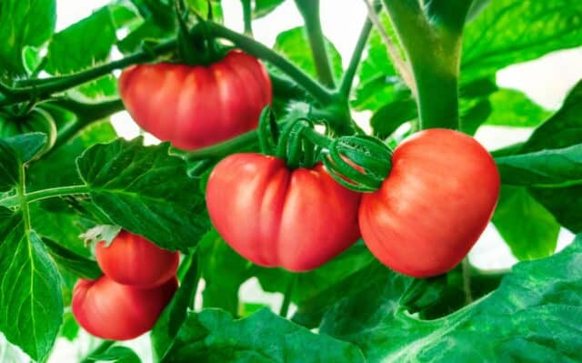 conseils tomates canicule