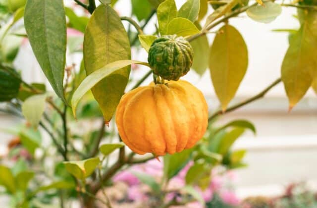 interdiction garcinia cambogia