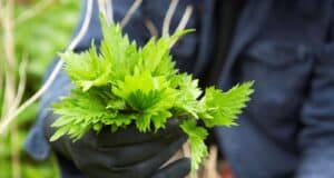 orties vitalité sol