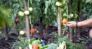 plantes compagnes tomates