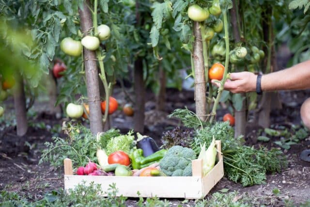 plantes compagnes tomates