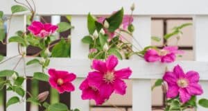 plante résistante canicule sècheresse