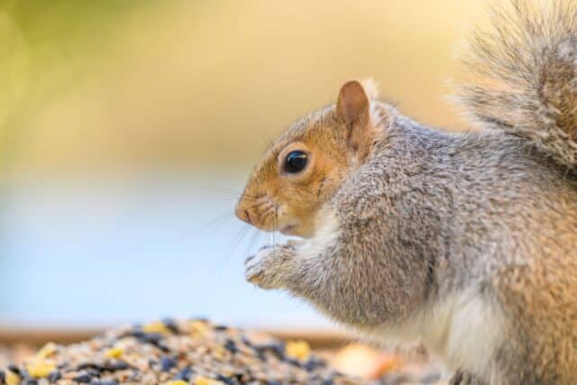 crottes écureuil connaitre excréments