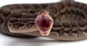 heure morsure vipère