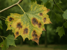 maladie anthracnose du platane