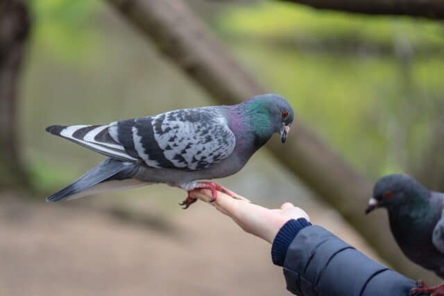 pigeon qui vient de quitter son nid sur un balcon