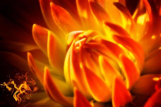 fleurs qui ressemblent à du feu