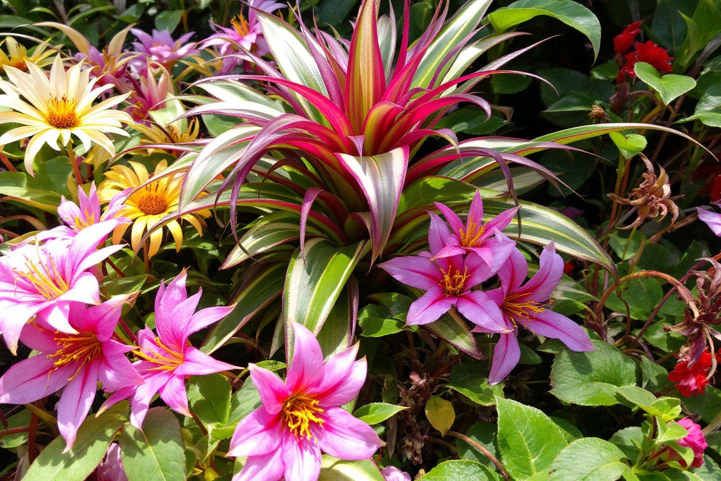 Composição floral com bromélias rosas e margaridas amarelas