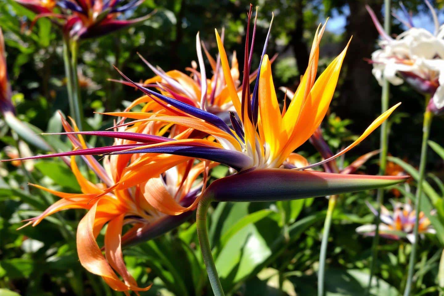 Flores exóticas naranjas y violetas en un jardín verde