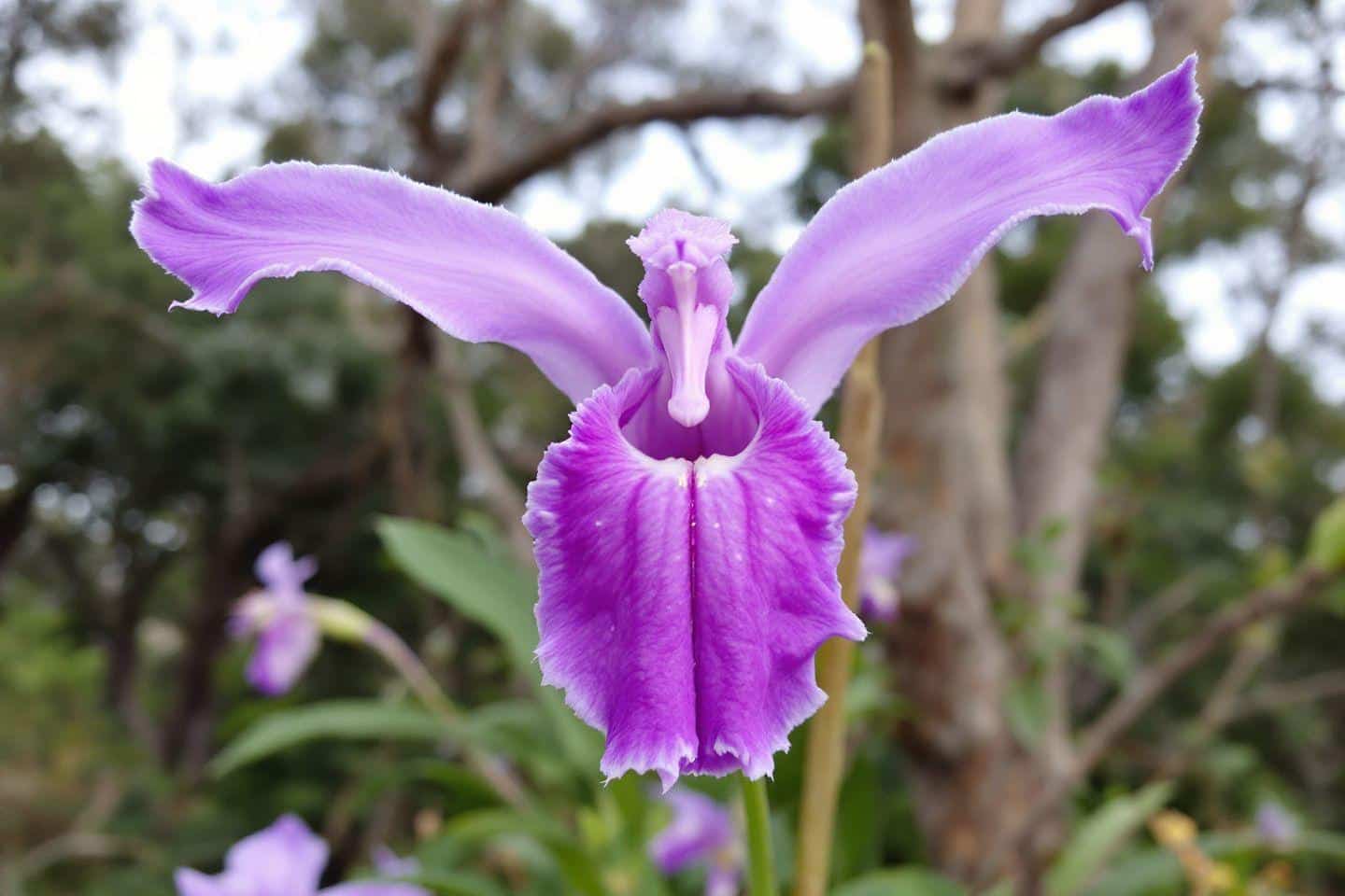 Flor de orquídea púrpura con pétalos extendidos como alas